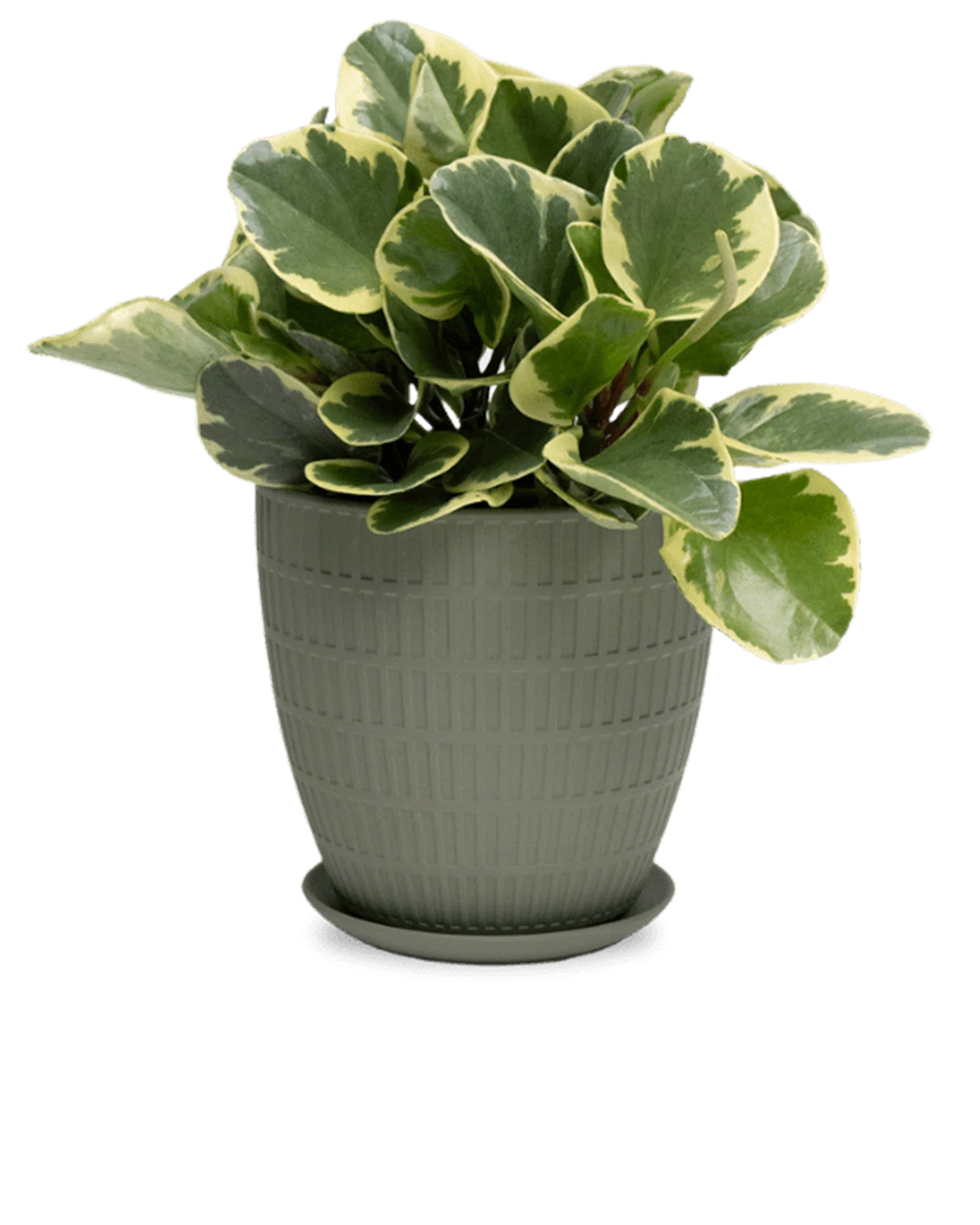 Virago Large Porcelain Plant Pot - Image 24