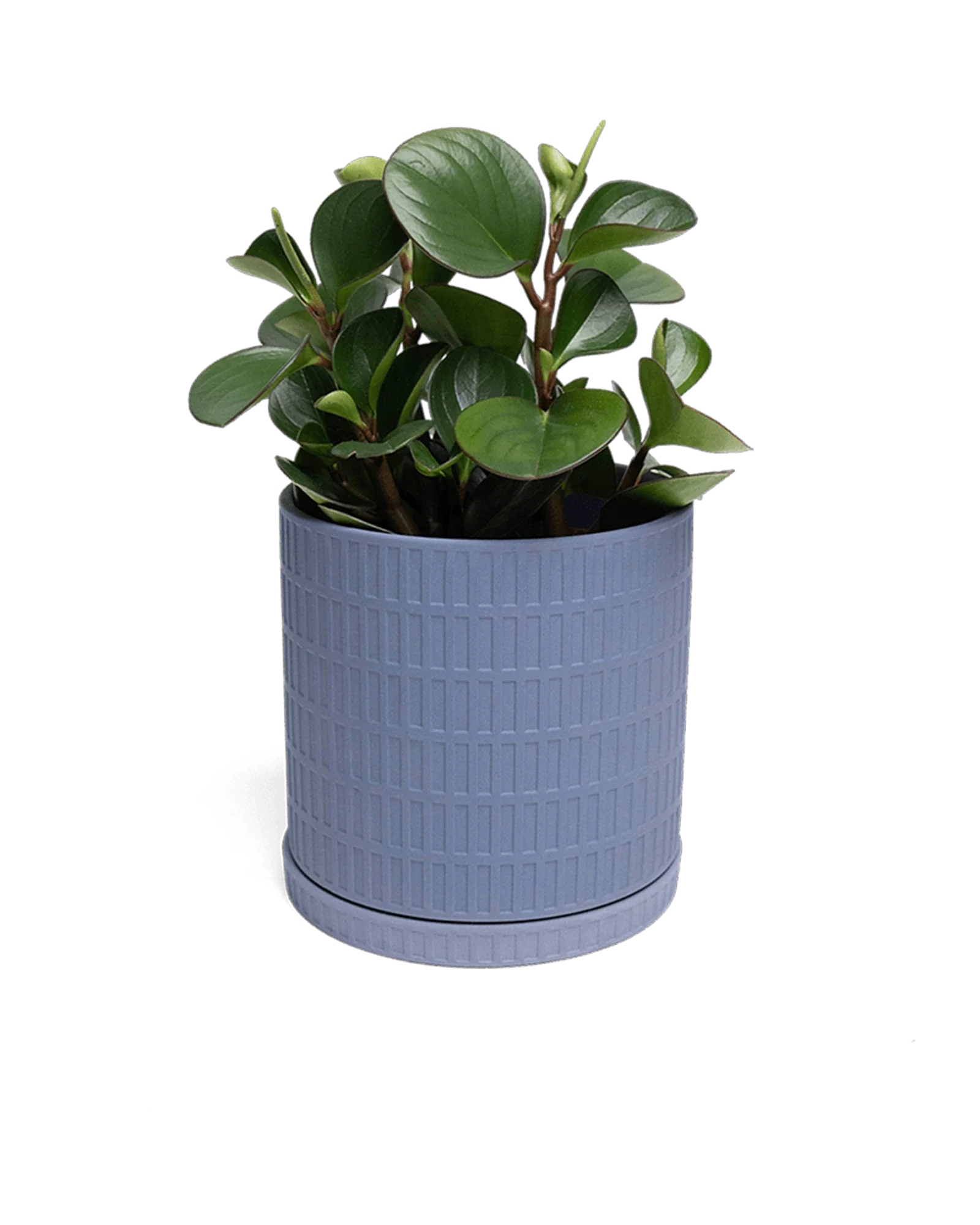 Virago Large Porcelain Plant Pot - Image 28