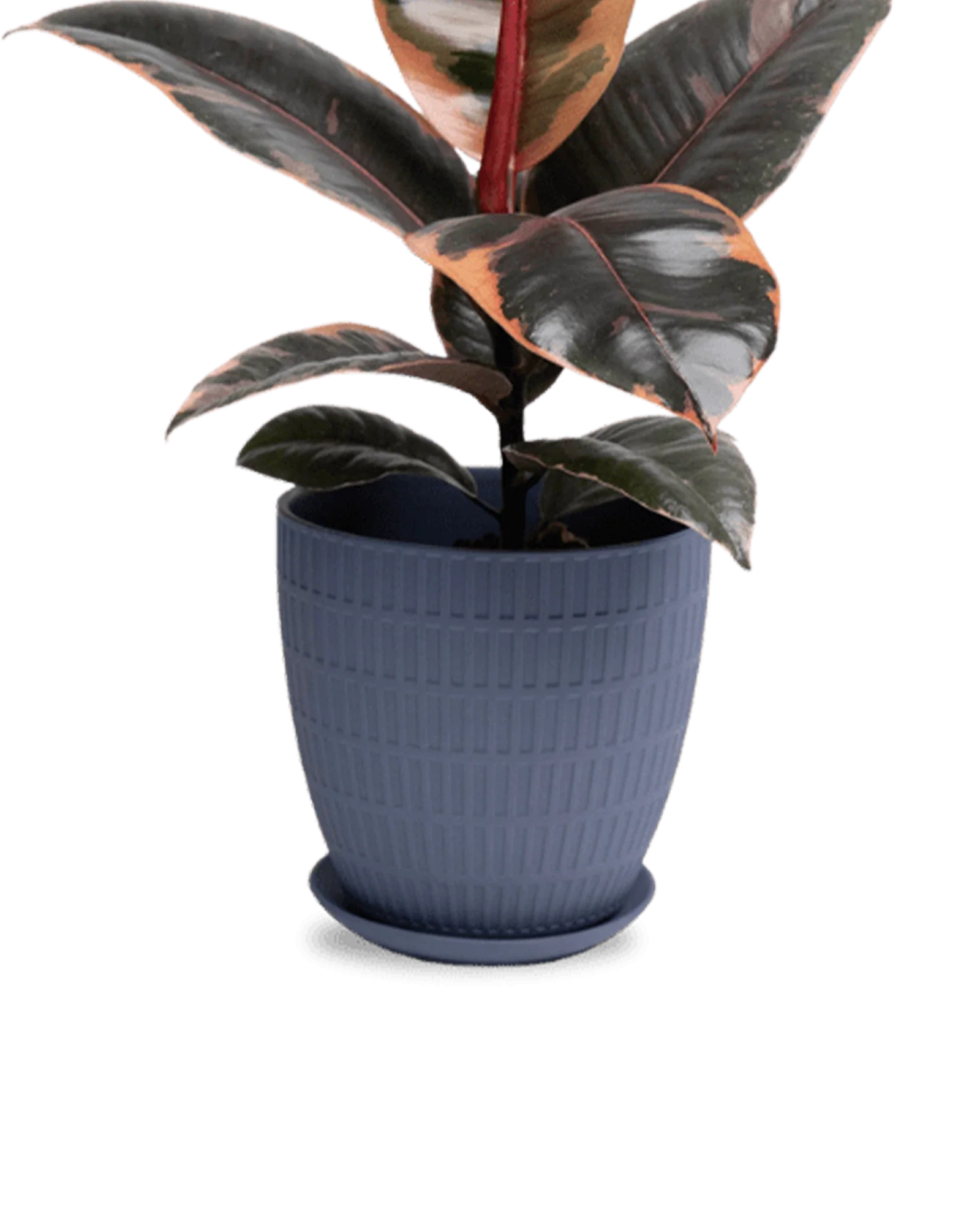 Virago Large Porcelain Plant Pot - Image 32