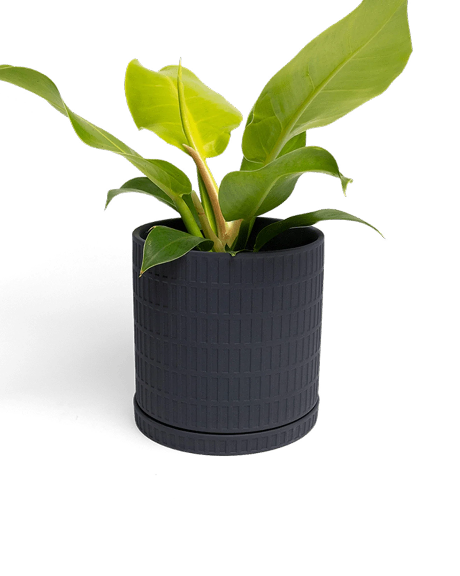 Virago Large Porcelain Plant Pot - Image 35