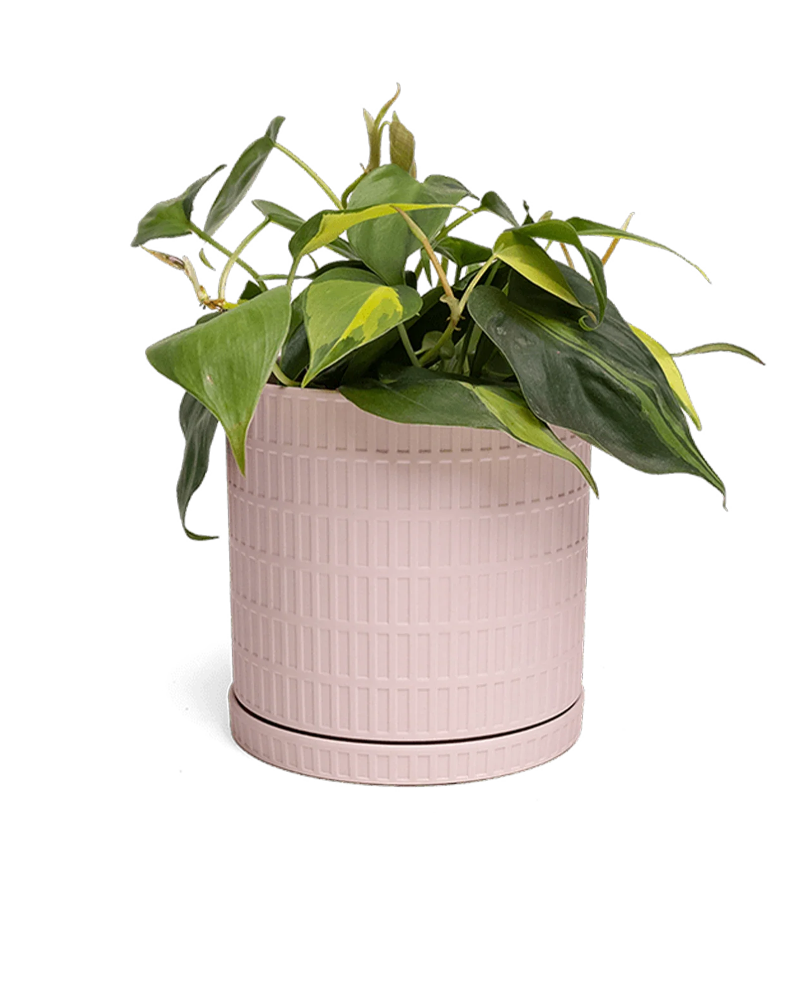 Virago Large Porcelain Plant Pot - Image 4
