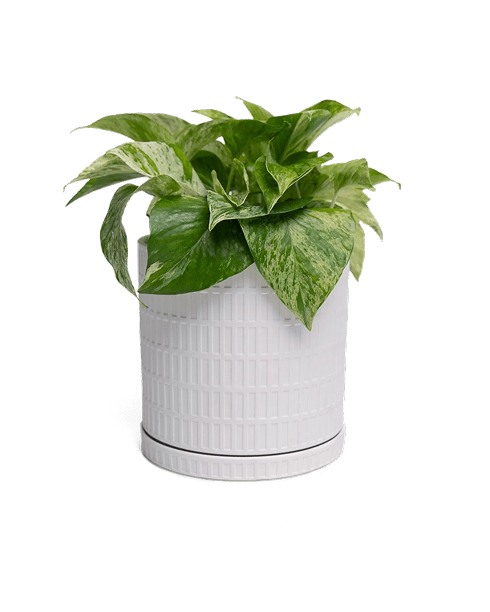 Virago Large Porcelain Plant Pot - Image 8