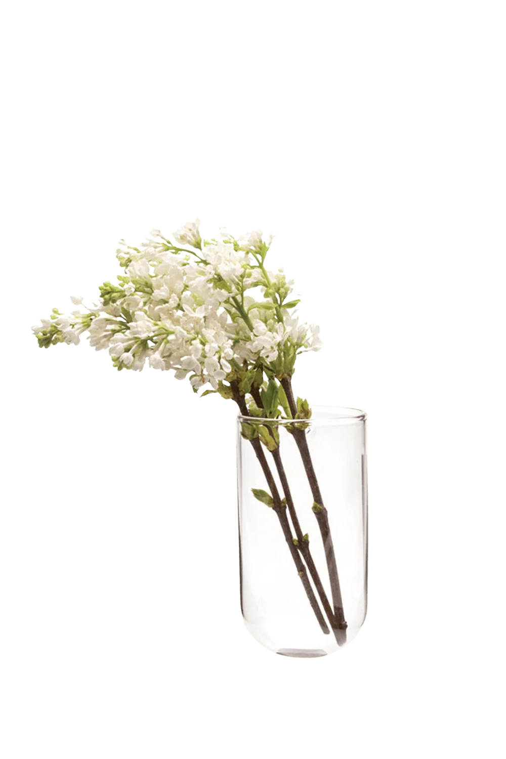 Wall Cup Glass Modern Clear Flower Vase