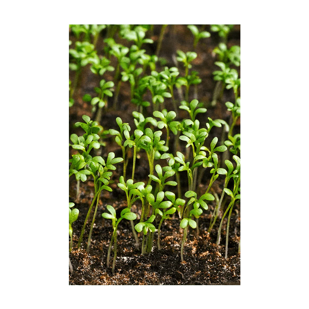 Watercress Vegetable Seeds Packet - Image 3