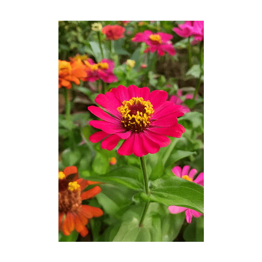 Zinnia Flower Seeds Packet - Image 3
