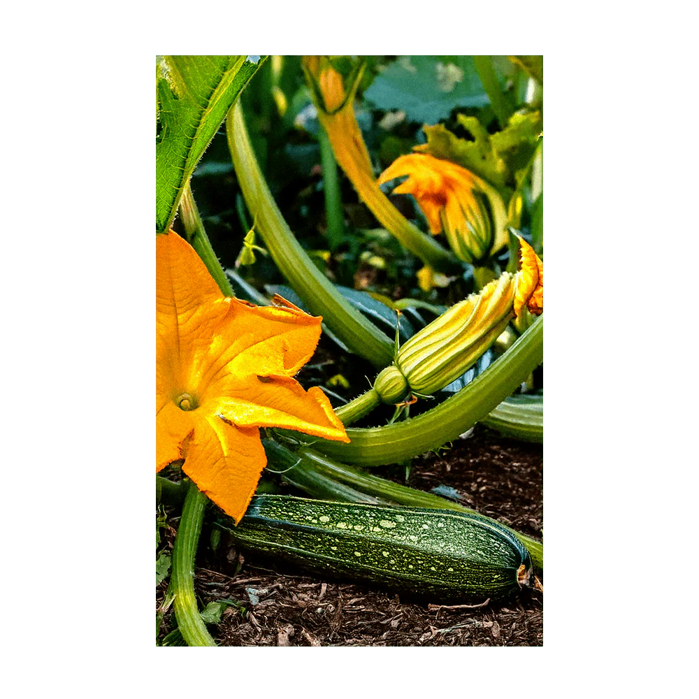 Zucchini Vegetable Seeds Packet - Image 3